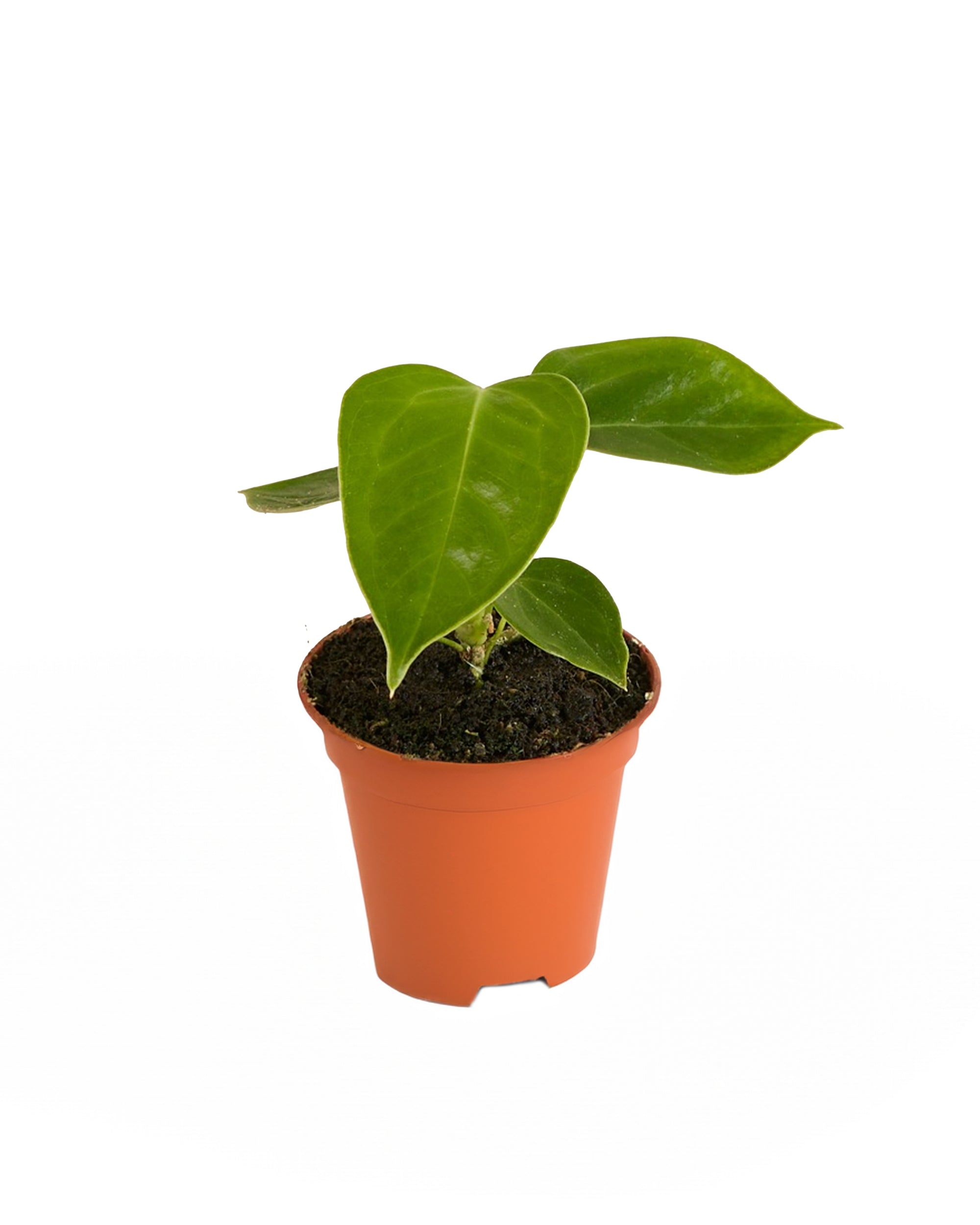 Anthurium Veitchii P6 H15