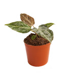 Anthurium Silver Blush Mint P6 H10