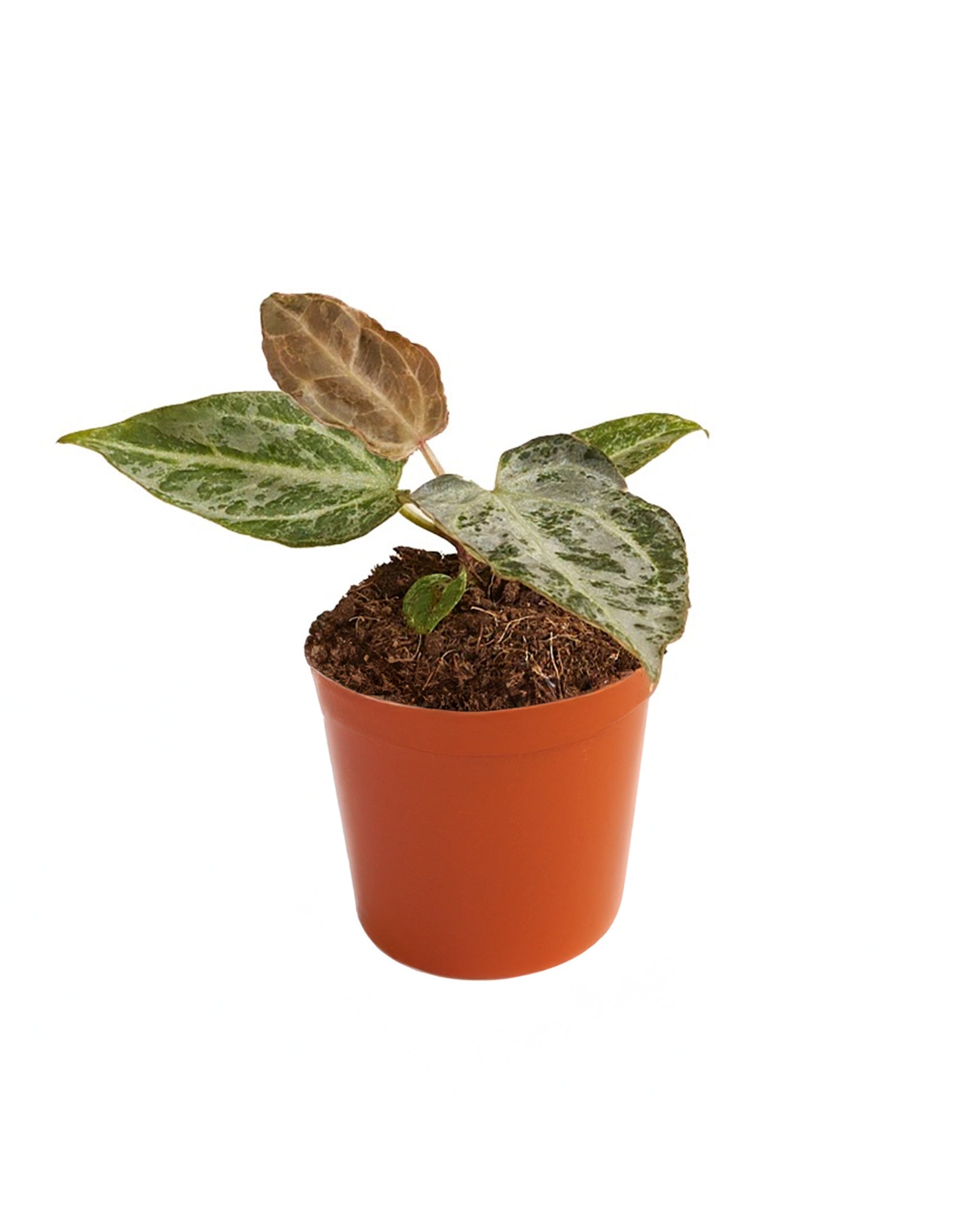 Anthurium Silver Blush Mint P6 H10