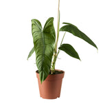 Philodendron Sharoniae P12 H30