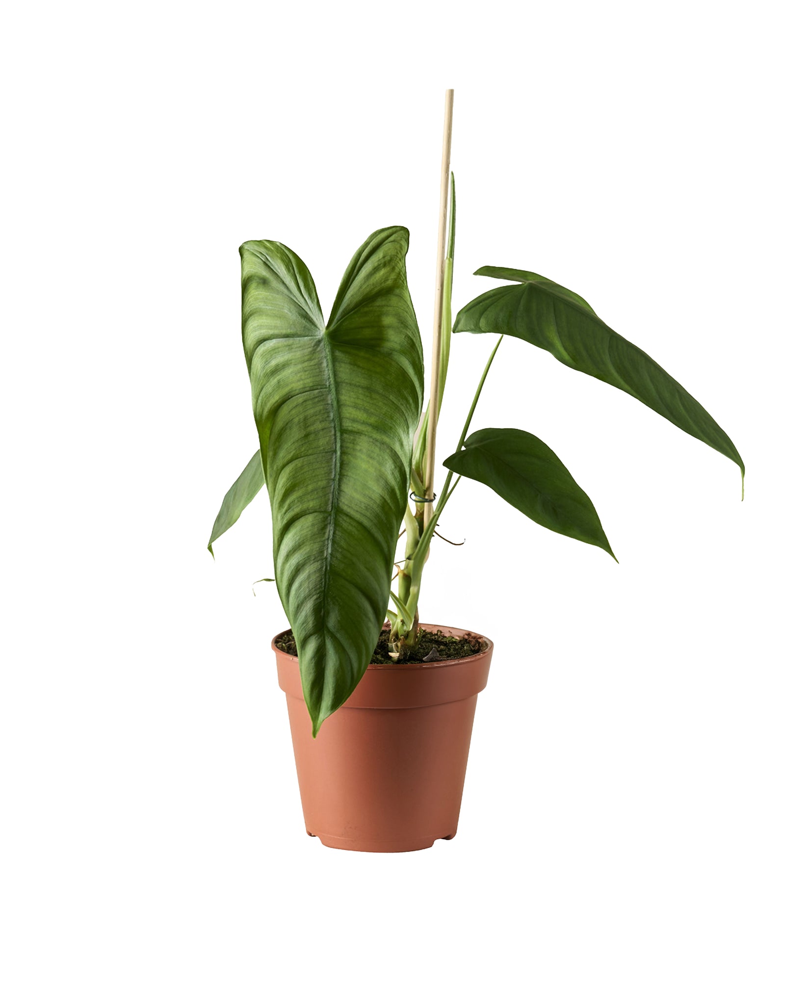 Philodendron Sharoniae P12 H30