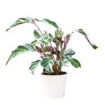 Calathea White Fusion P14 H45