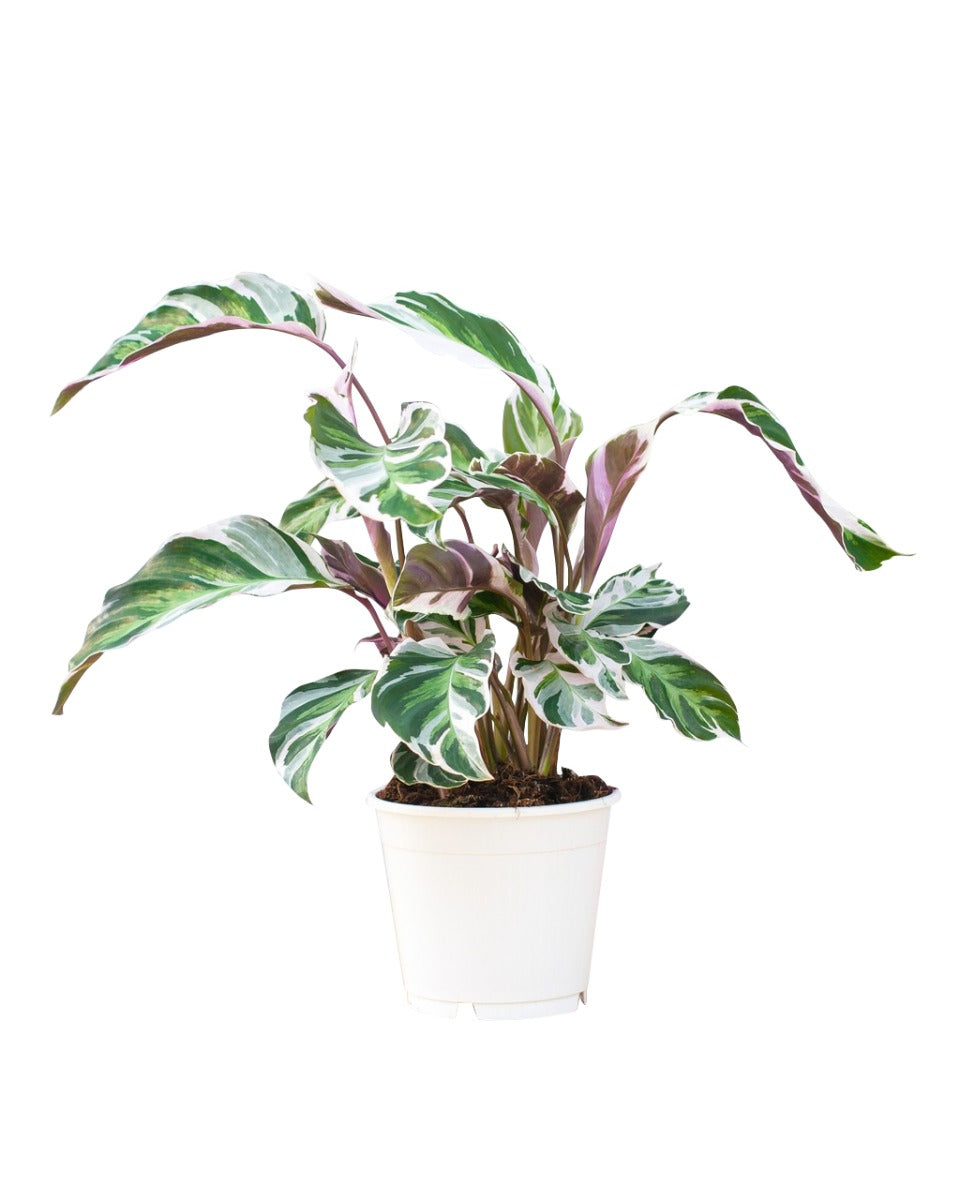 Calathea White Fusion P14 H45