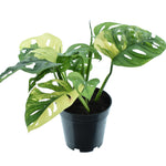 Monstera Adansonii Aurea P14 H30