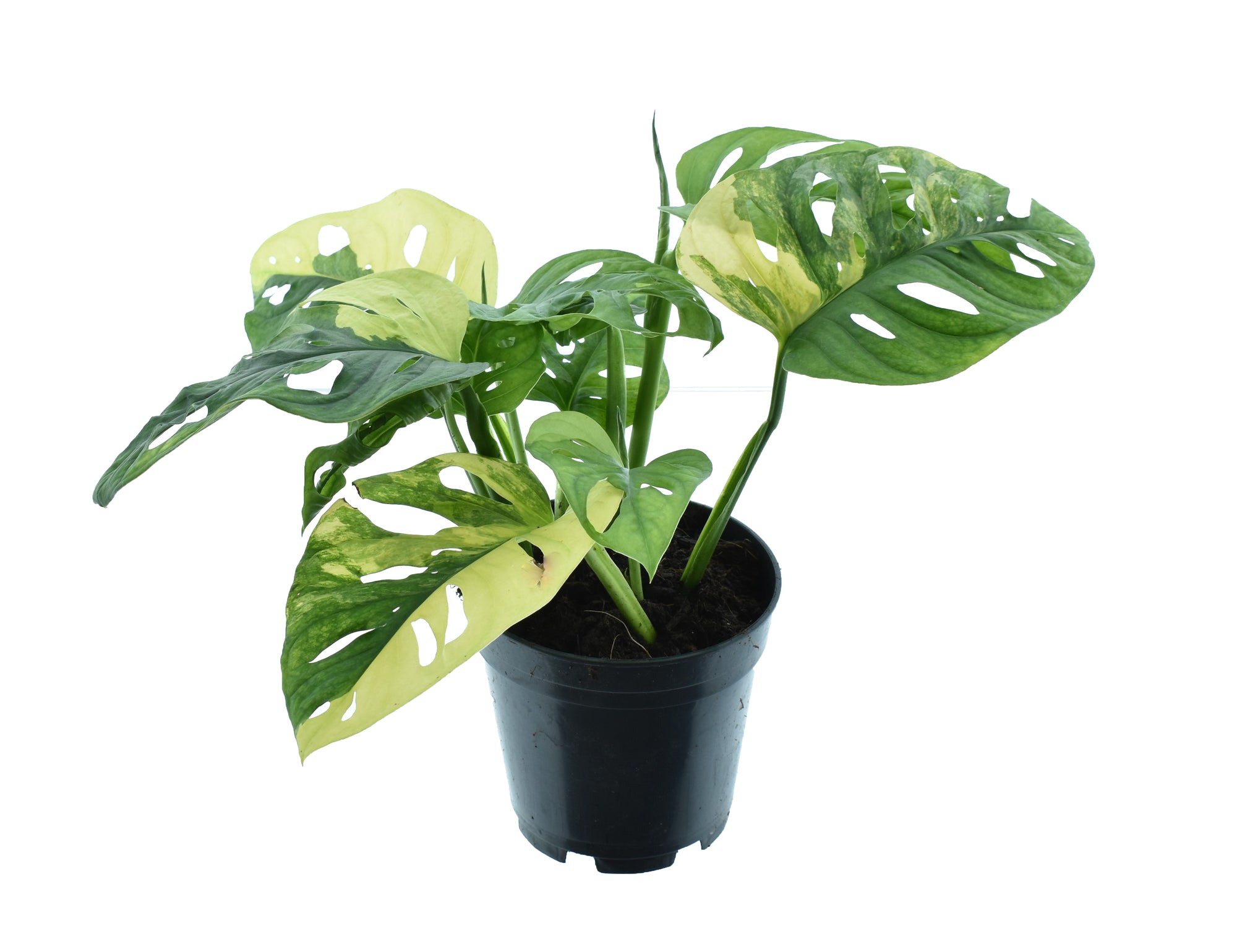 Monstera Adansonii Aurea P14 H30