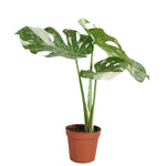 Monstera Thai Constellation P15 H50