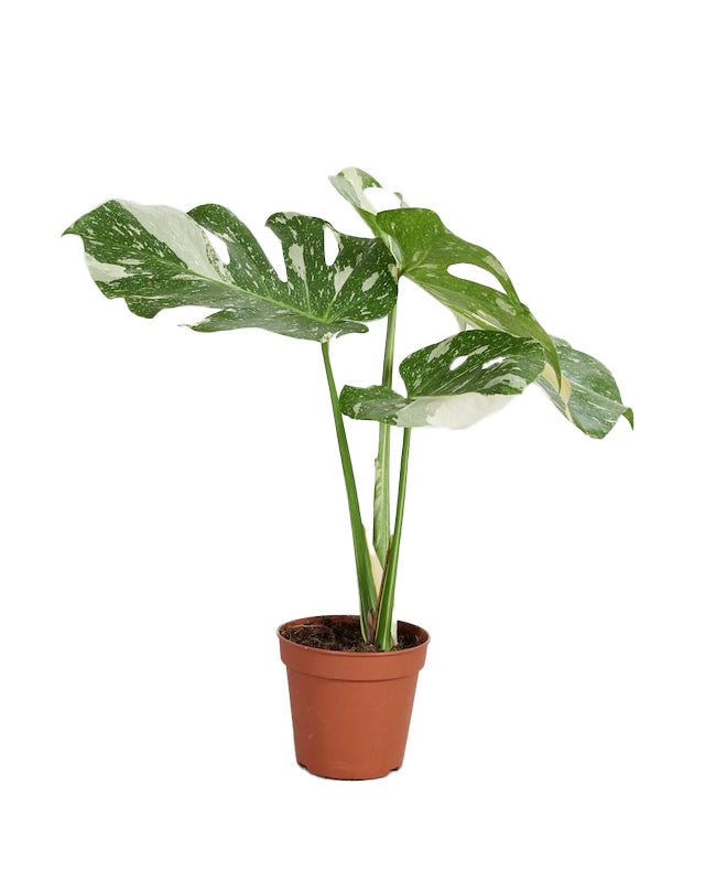 Monstera Thai Constellation P15 H50
