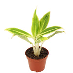 Agloanema Lipstick Green P9 H25