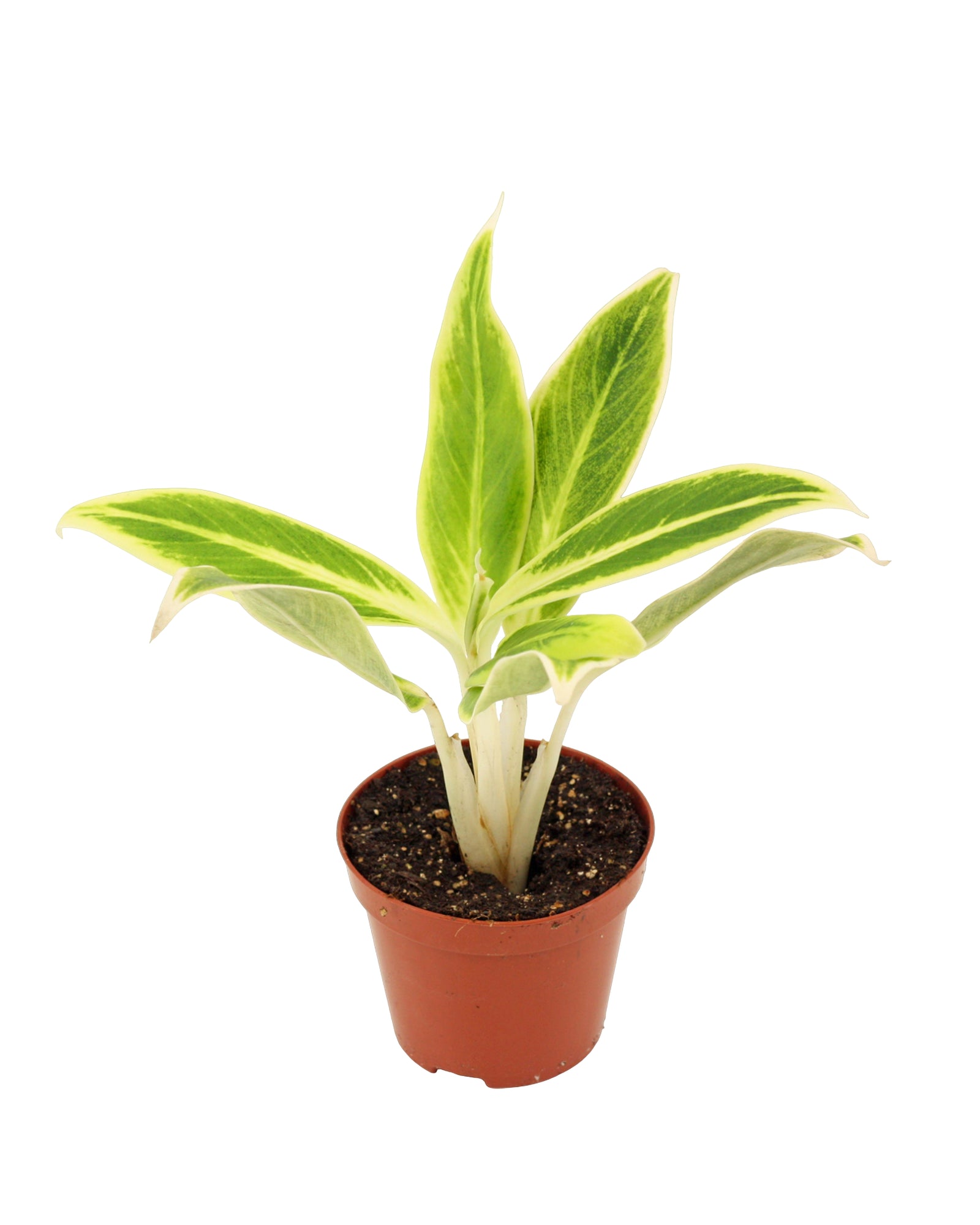 Agloanema Lipstick Green P9 H25