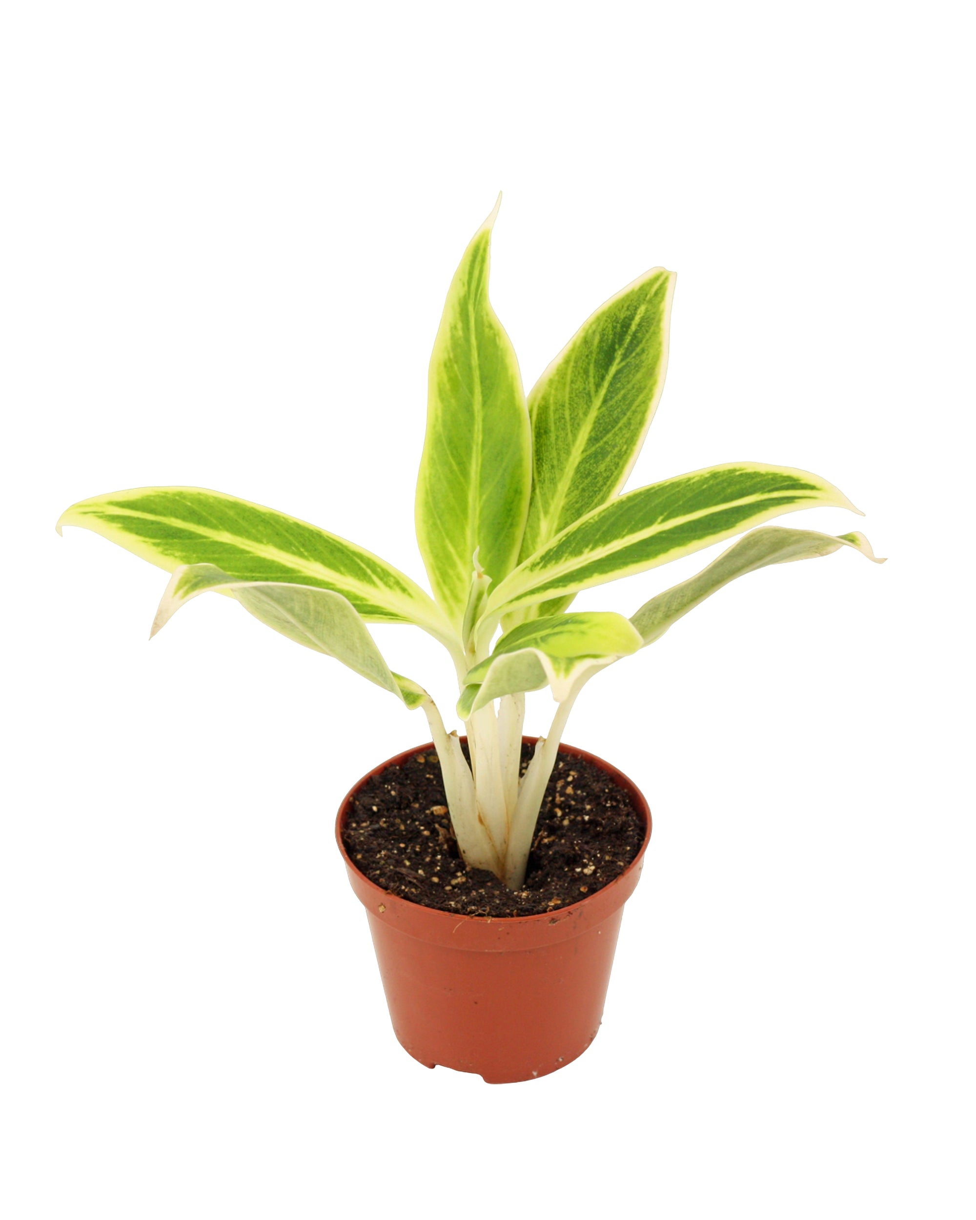 Agloanema Lipstick Green P9 H25