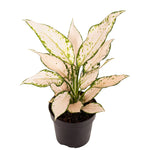 Aglaonema Vanilla Baby P12 H35