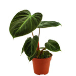 Philodendron El Choco Red P12 H30