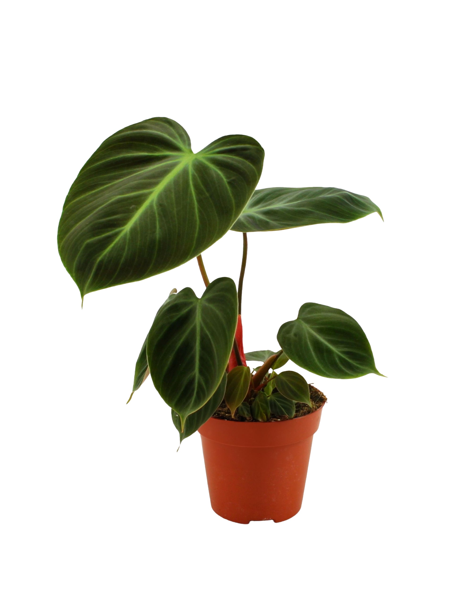 Philodendron El Choco Red P12 H30