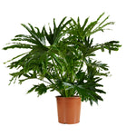 Philodendron Selloum P30 H100