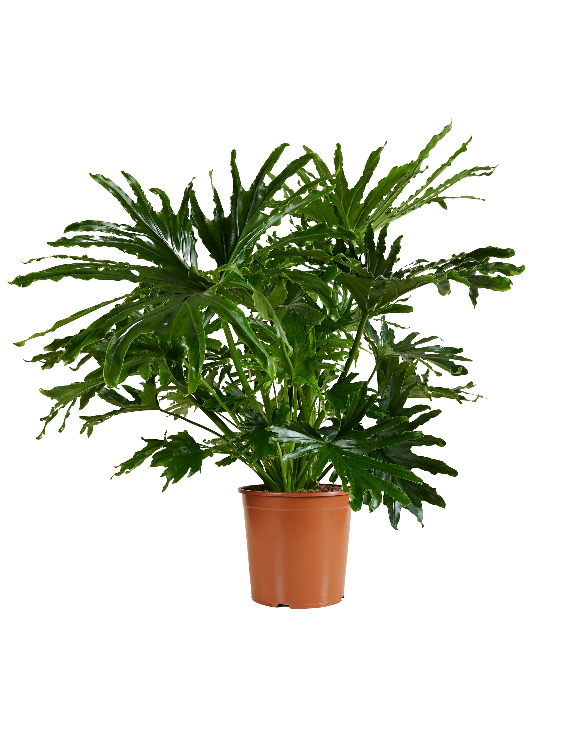 Philodendron Selloum P30 H100