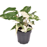 Syngonium Podophyllum 'Albo' Variegata P10.5  H15