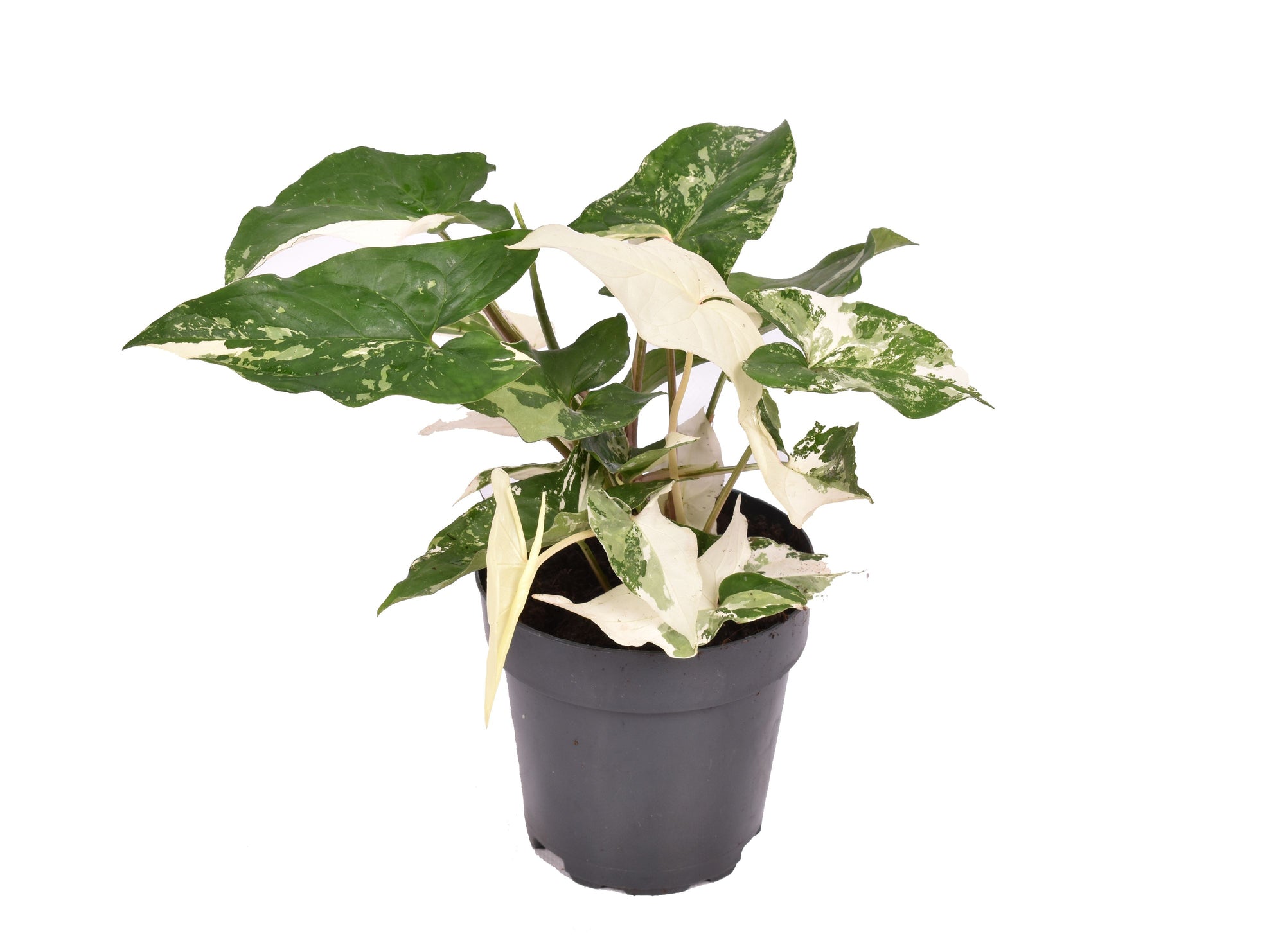 Syngonium Podophyllum 'Albo' Variegata P10.5  H15