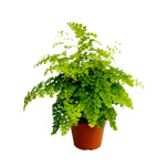 Adiantum Raddianum P14 H35