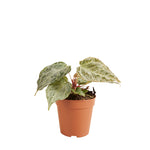 Anthurium Silver Blush Mint P12 H25