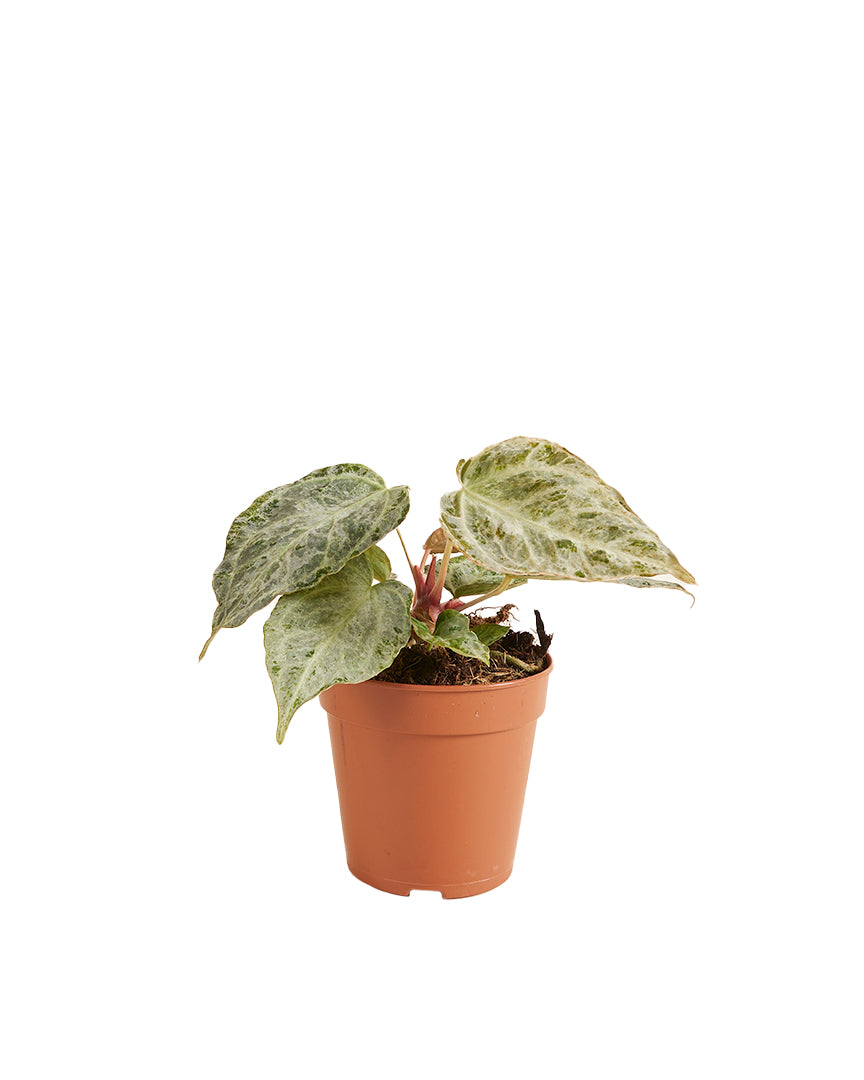 Anthurium Silver Blush Mint P12 H25