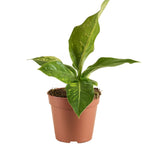 Anthurium Hookeri Variegata P12 H25