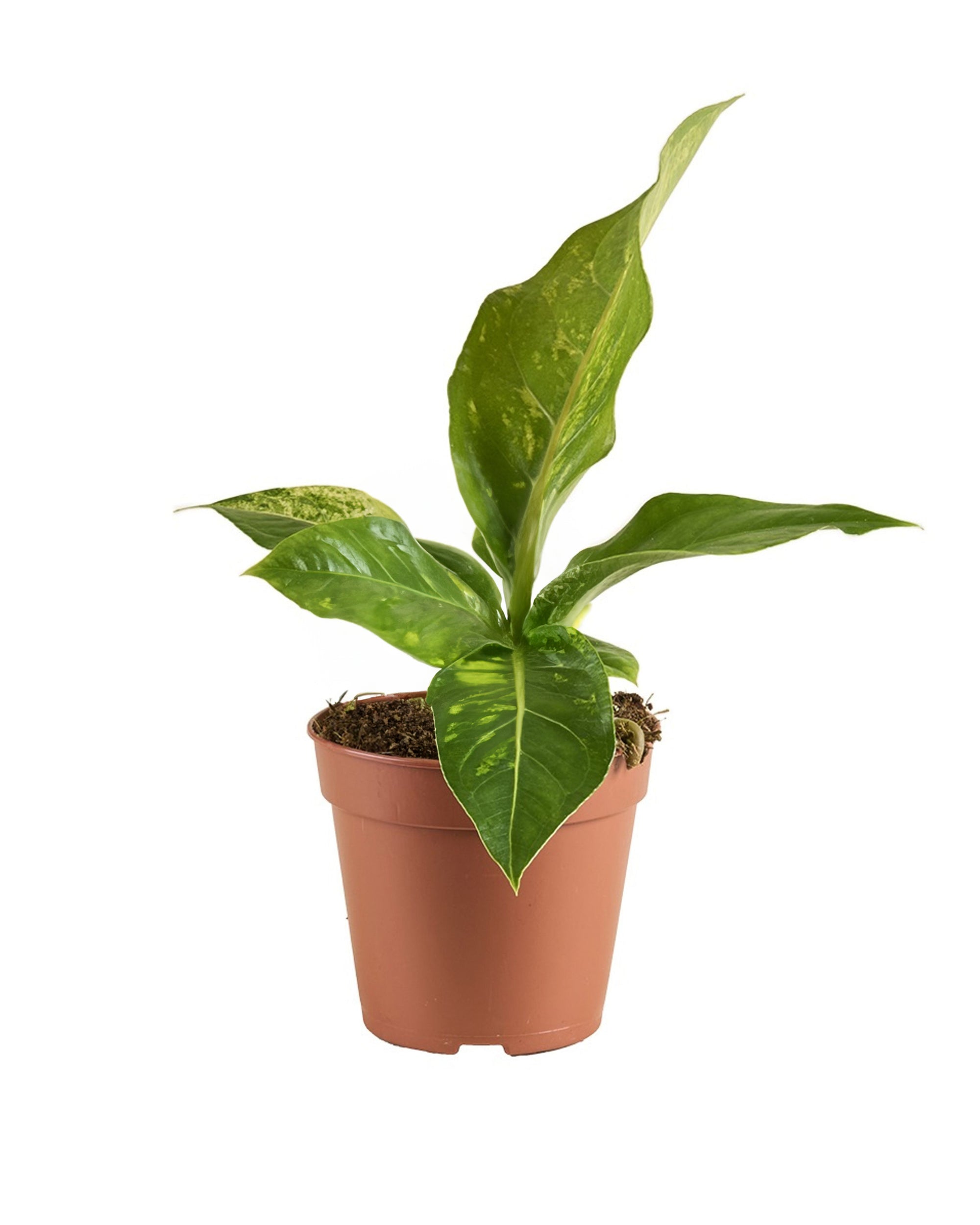 Anthurium Hookeri Variegata P12 H25