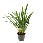 Aglaonema Bit Kisses P12 H45