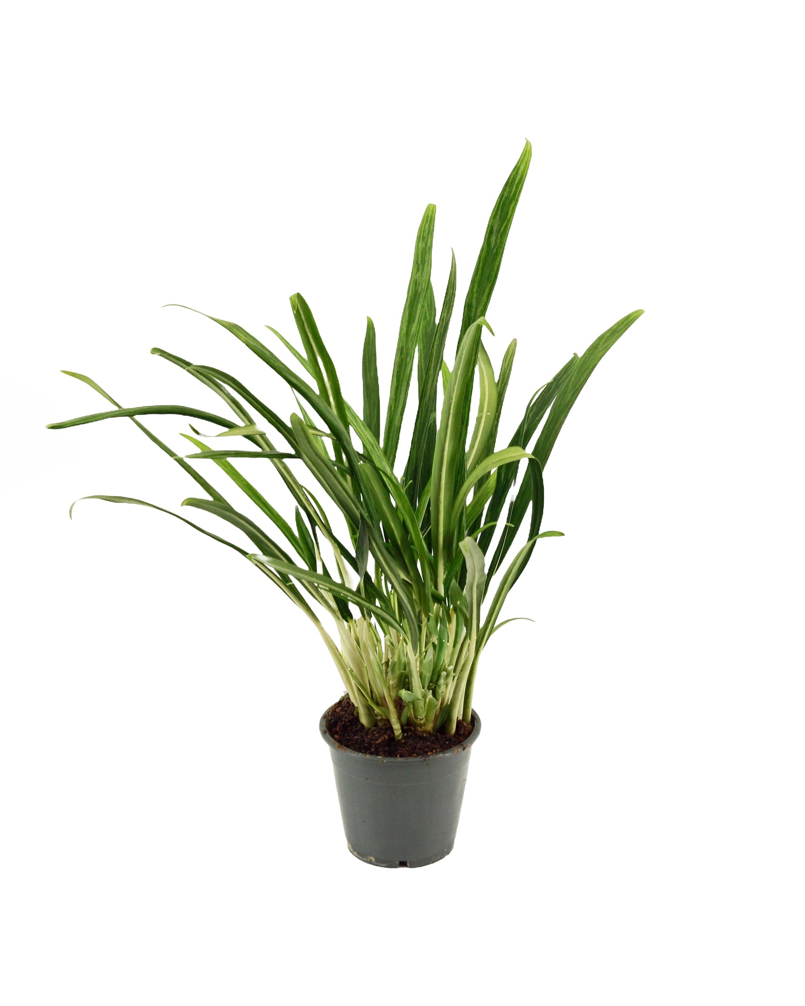 Aglaonema Bit Kisses P12 H45