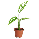 Monstera Obliqua Peru P6 H15