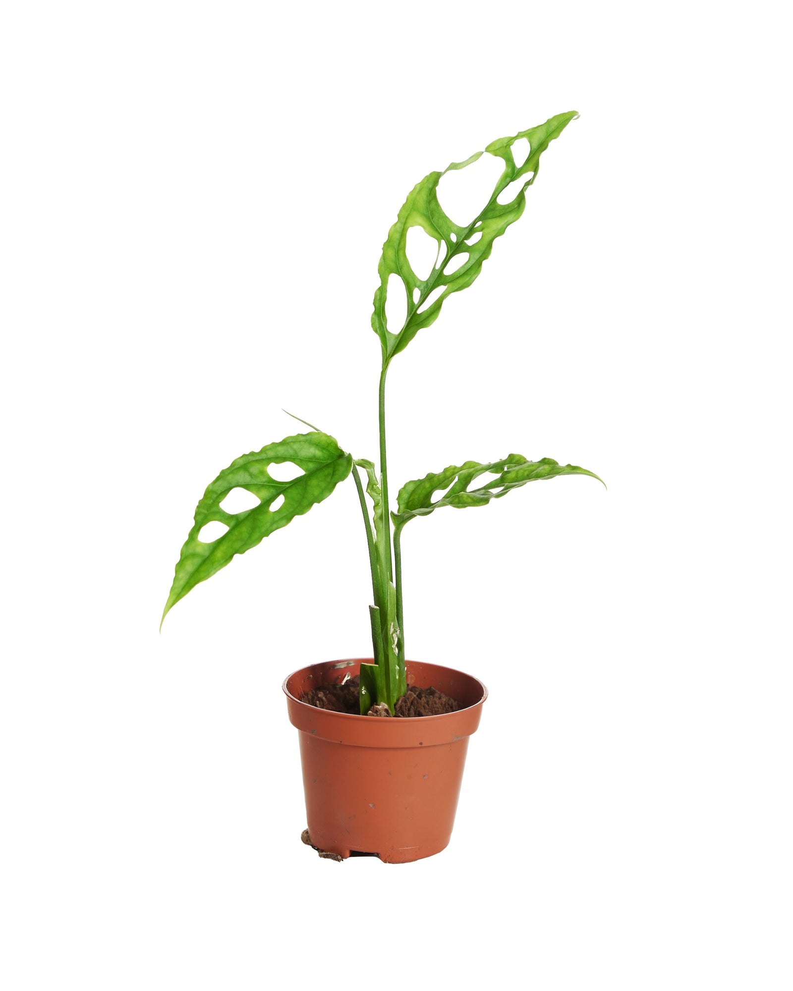 Monstera Obliqua Peru P6 H15