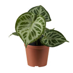 Anthurium Super Silver Blush P12 H25