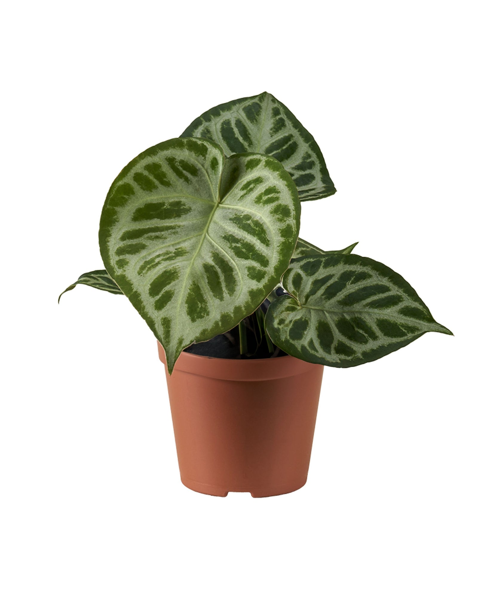 Anthurium Super Silver Blush P12 H25