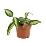 Hoya Latifolia Star of Flores P12 H15