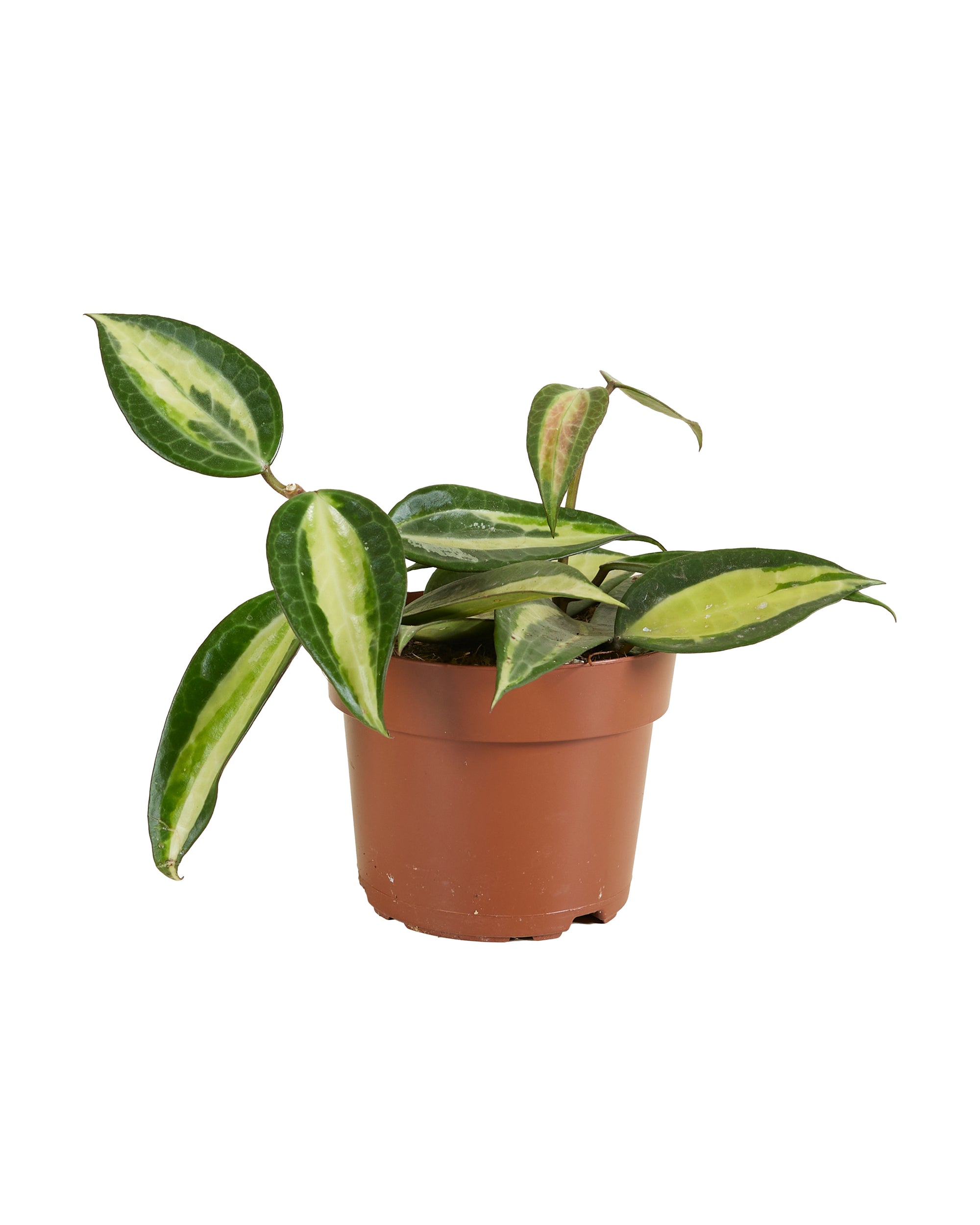 Hoya Latifolia Star of Flores P12 H15