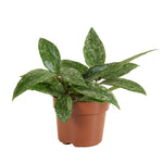 Hoya Rangsan Star of Borneo P12 H15