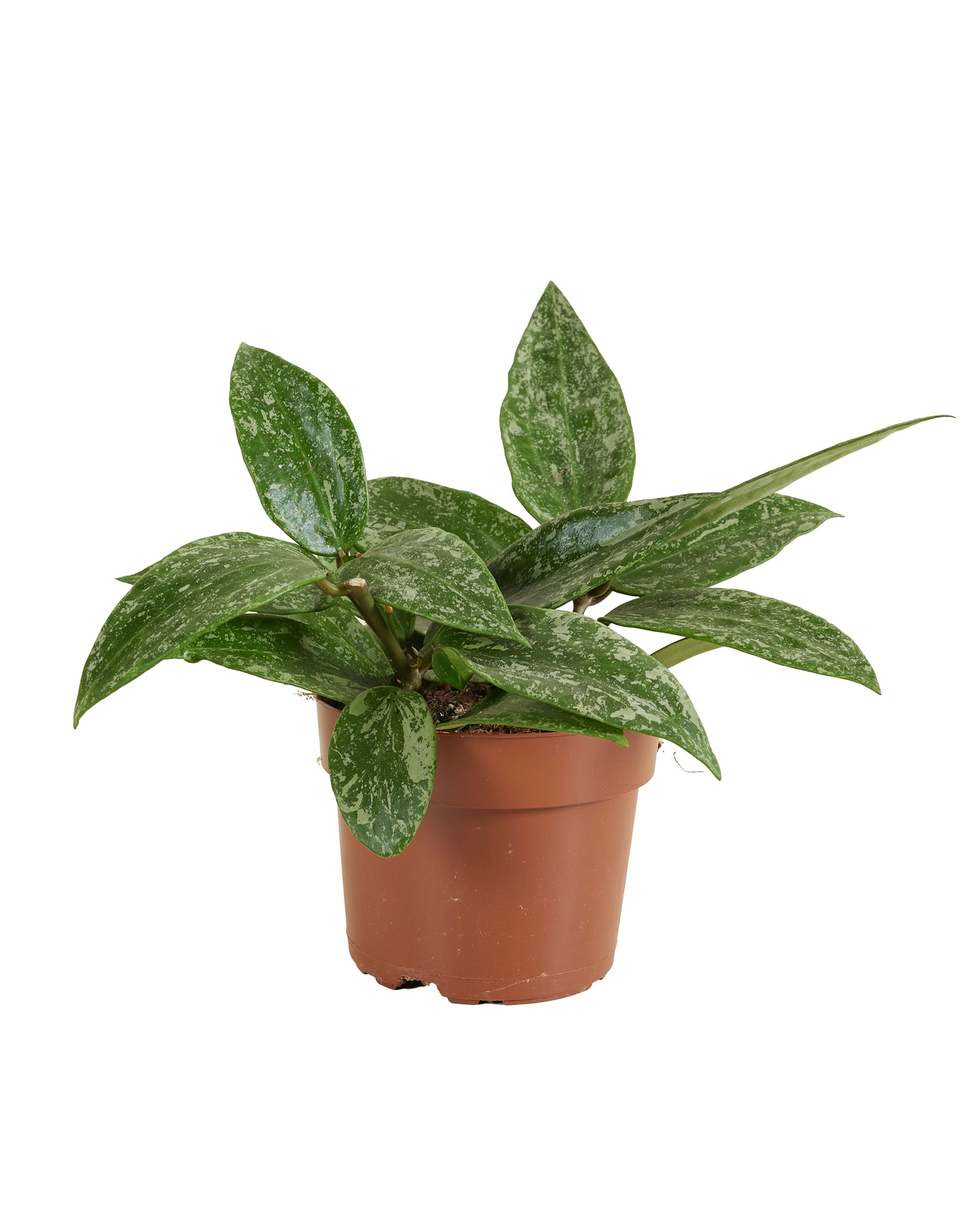 Hoya Rangsan Star of Borneo P12 H15