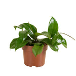 Hoya Quinqeunervia Star of Madura P12 H15