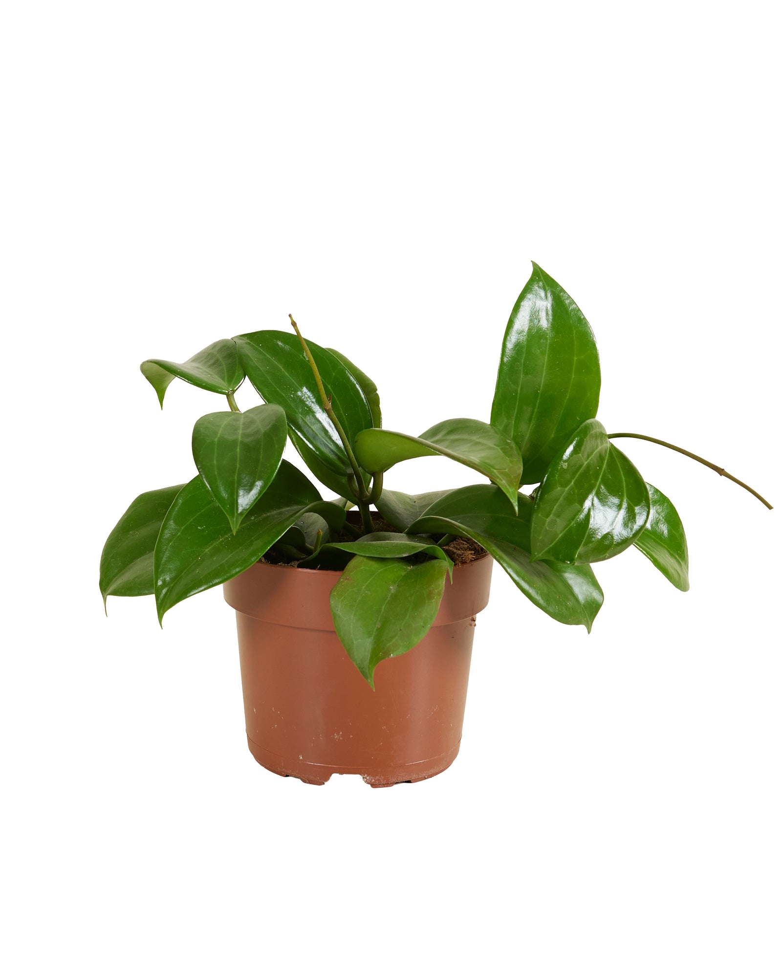 Hoya Quinqeunervia Star of Madura P12 H15