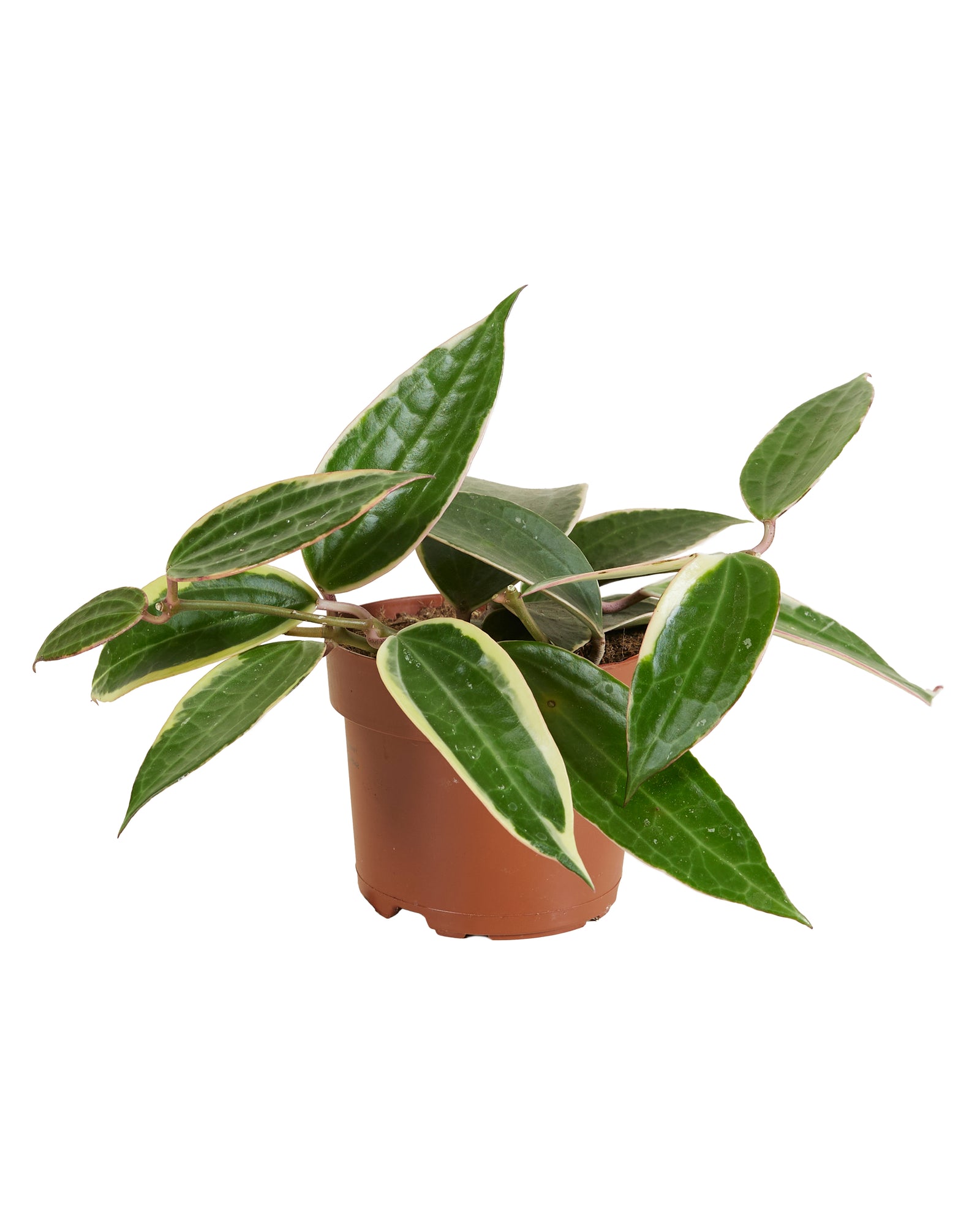 Hoya Albomarginata Star of Bali P12 H15