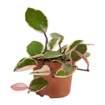 Hoya Flamingo Dream Star of Java P12 H15