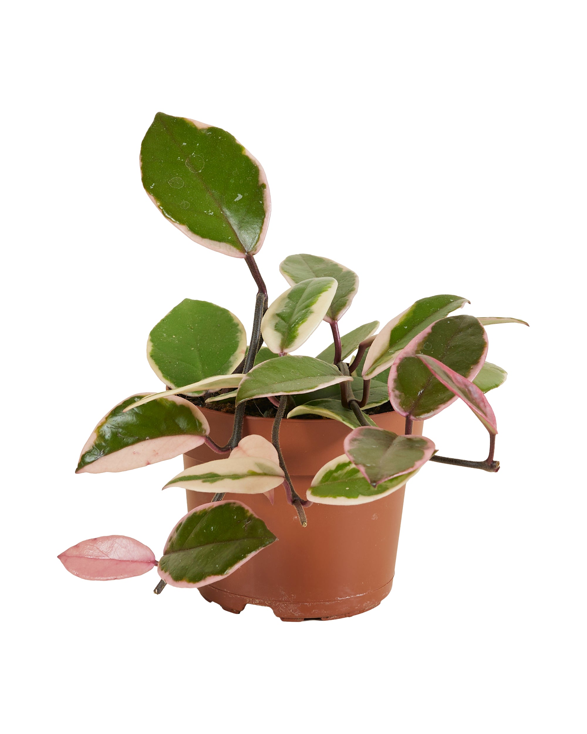 Hoya Flamingo Dream Star of Java P12 H15