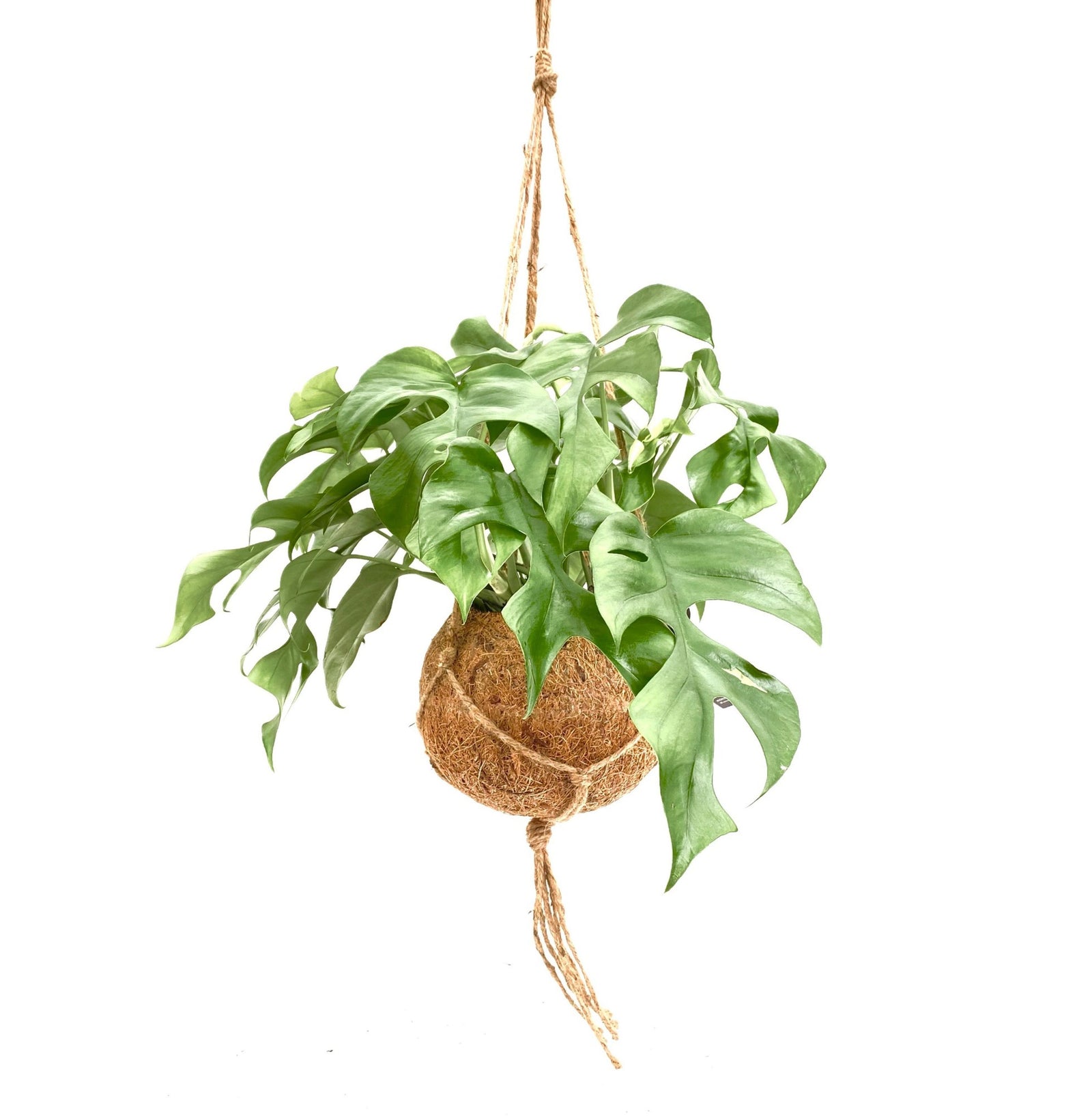 Kokodama Monstera Minima P17 H30