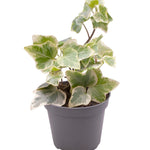 Hedera Helix Variegated P6 H10