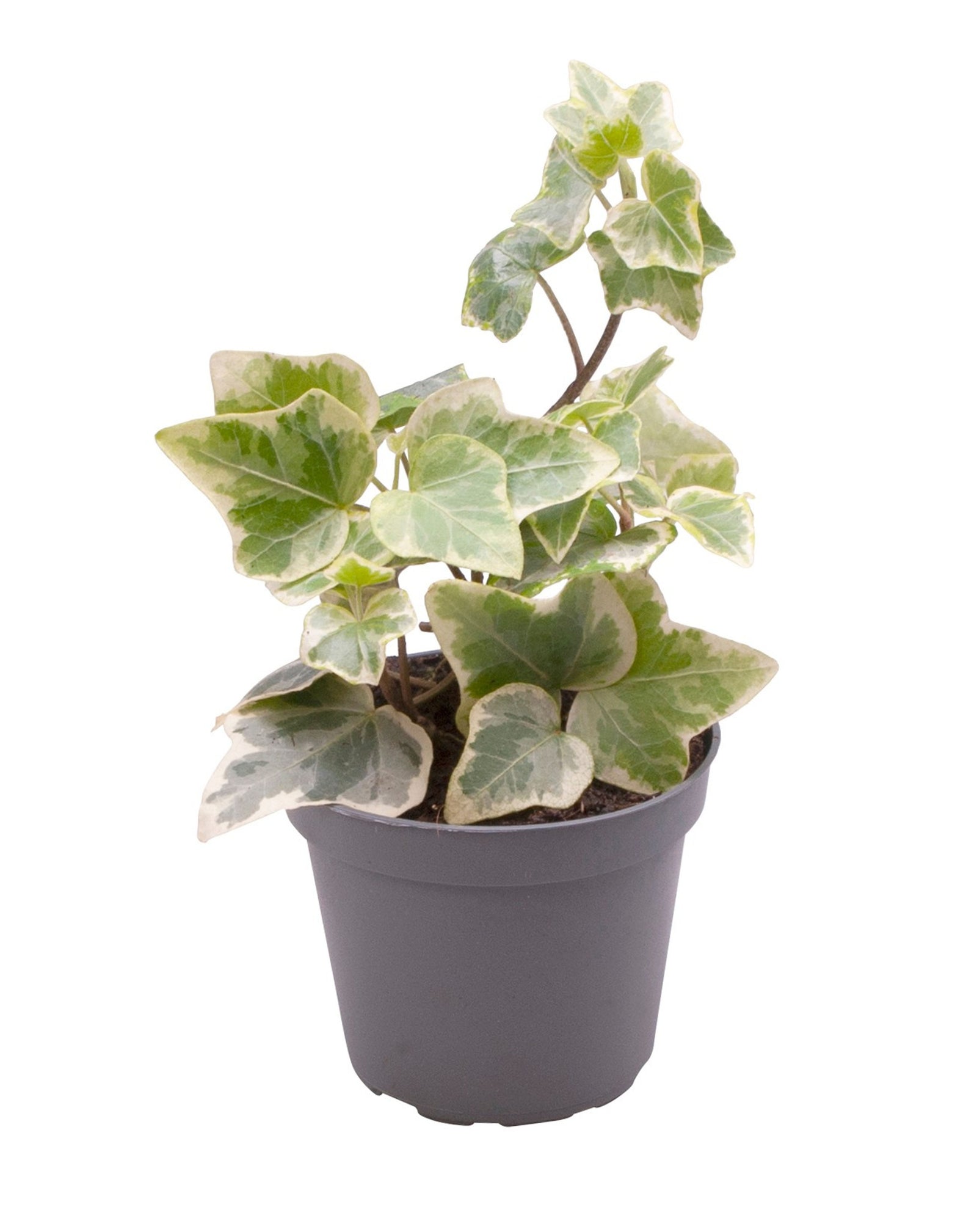 Hedera Helix Variegated P6 H10