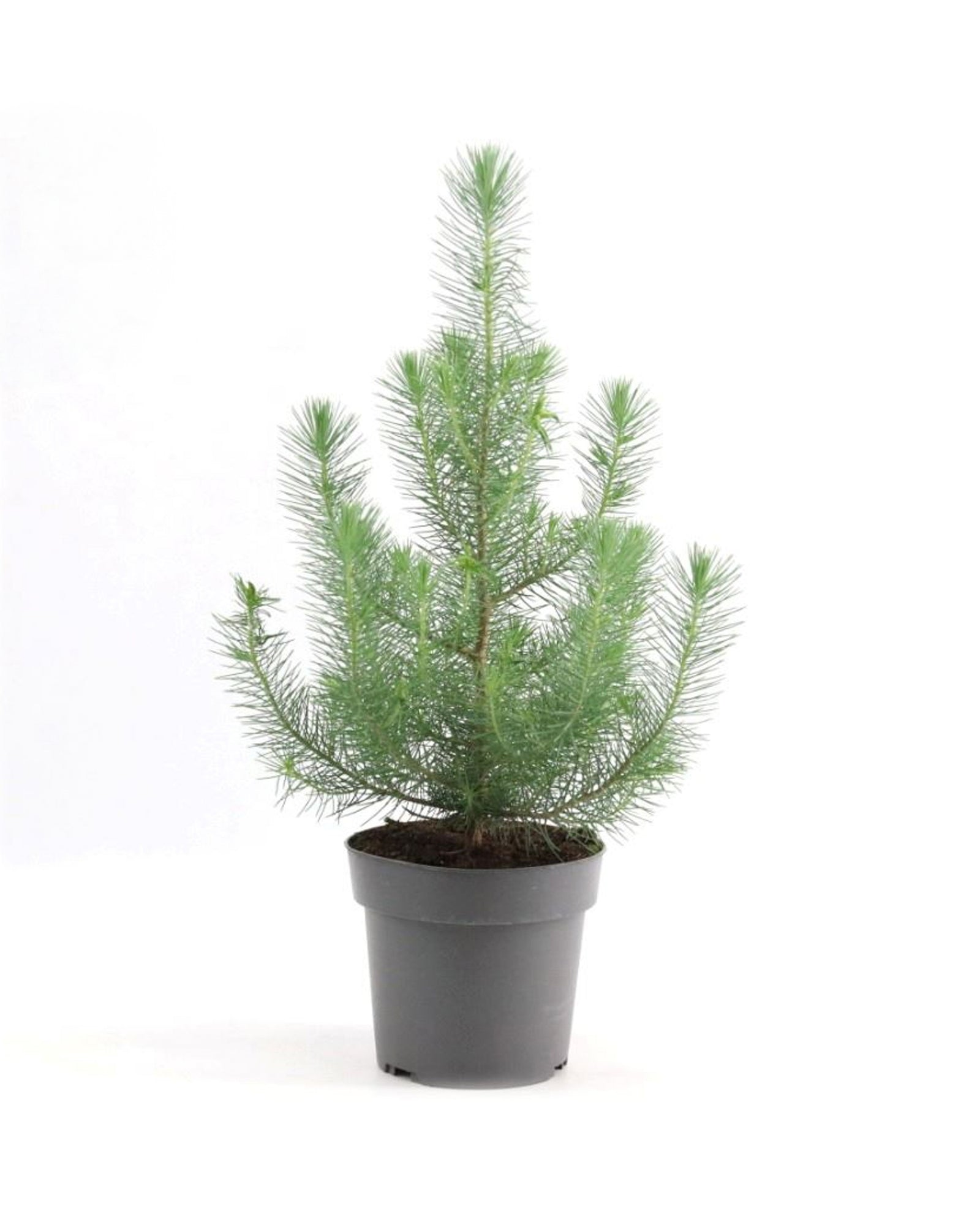 Pinus Pinea Silver Crest P17 H50