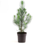 Pinus Pinea Silver Crest P10,5 H45