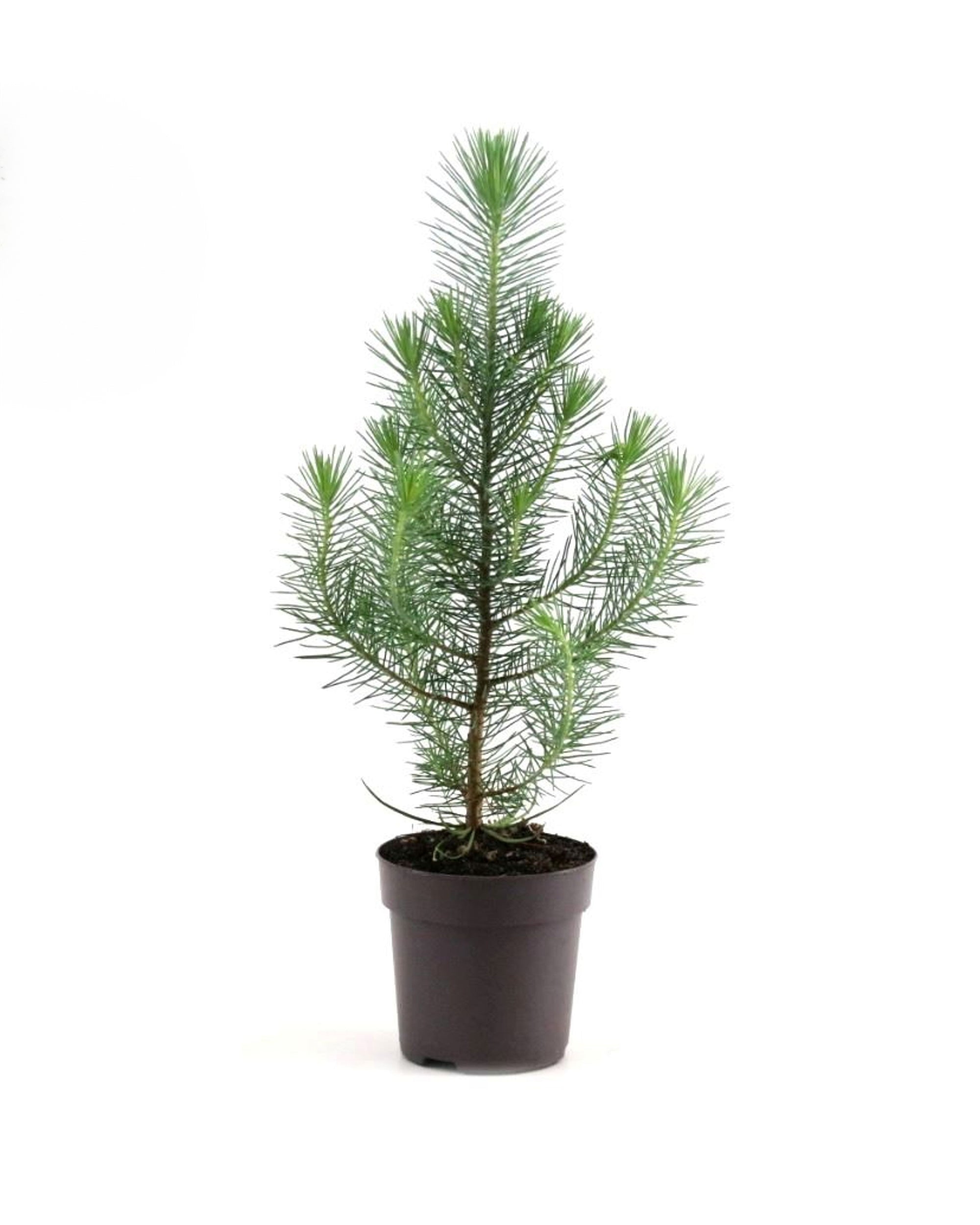 Pinus Pinea Silver Crest P10,5 H45