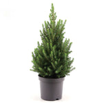 Picea Glauca December P26 H90