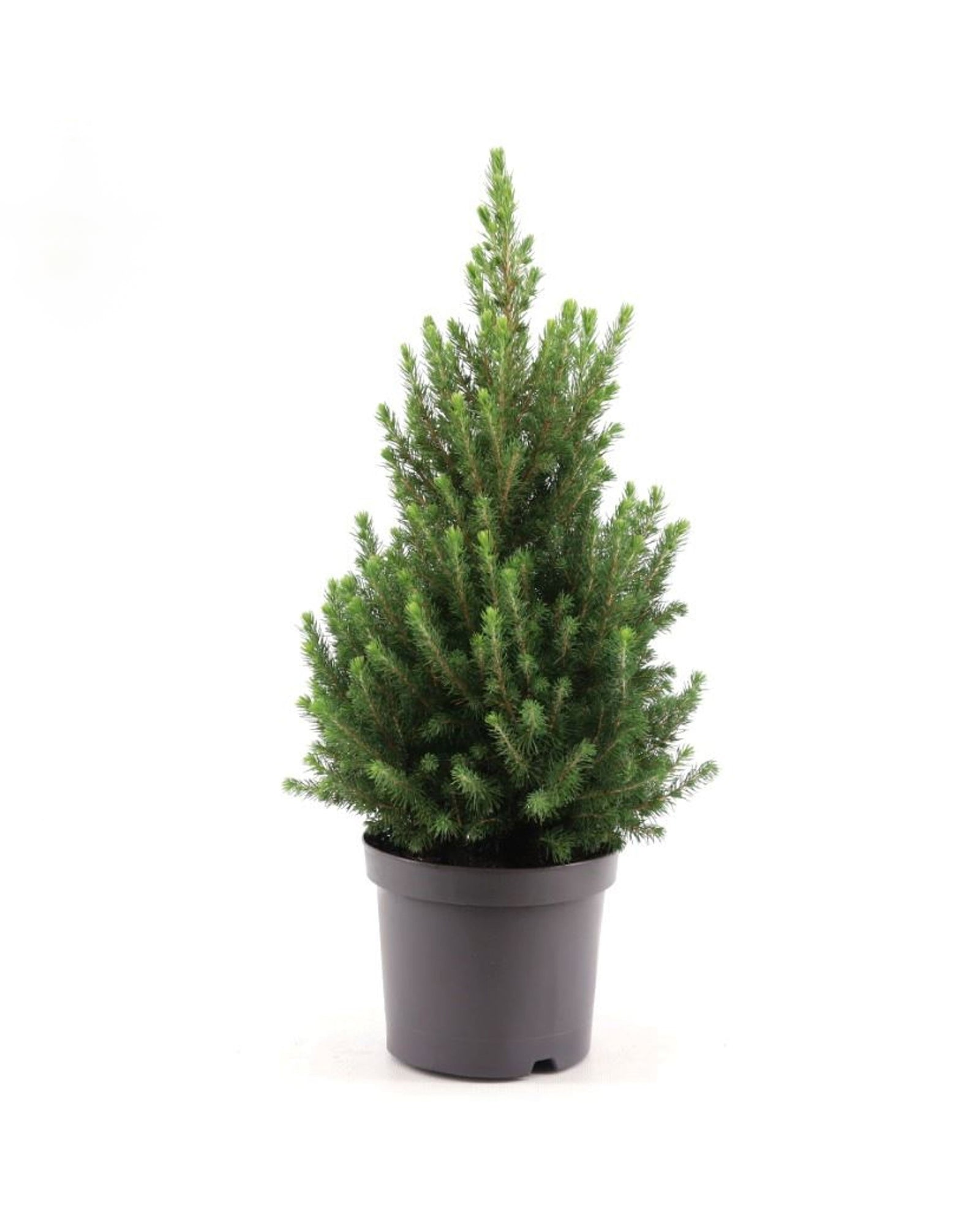 Picea Glauca December P19 H50