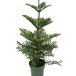 Araucaria Heterophylla P21 H100